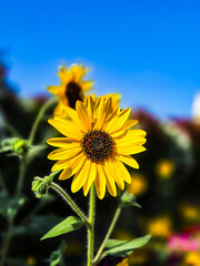 sunflower on blue sky background