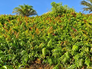 Kelakai plants (Stenochlaena Palustris) grow wild and abundantly in the tropical nature of Kalimantan © RMX IMG