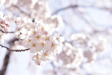桜
