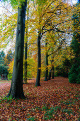 Line of mature trees with Autumn colour on foliage