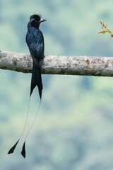 Greater Neckless Laughingthrush