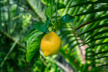 Lemon tree with ripening fruit on the windowsill in the apartment