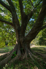 A big Muku tree at the public park in Tokyo wide shot