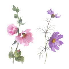 Set of Watercolor flower cosmea, mallow, sage. Watercolor hand drawn painting illustration isolated on white background. Drawing for wedding design or invitation cards.
