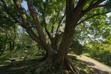 A big Muku tree at the public park in Tokyo wide shot