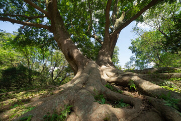 A big Muku tree at the public park in Tokyo wide shot