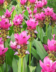 pink siam tulip in garden