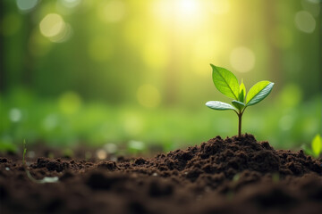 A single seedling emerges from rich soil, bathed in the warm glow of the morning sun. It symbolizes growth, new beginnings, and the potential for life.