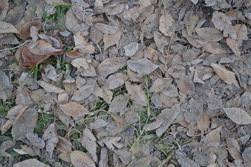 Autumn leaves on the grass, withered late autumn leaves