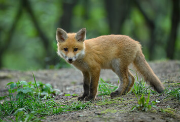 Cute young red fox in the forest ( Vulpes vulpes )