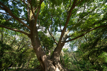 Fototapeta premium A big Muku tree at the public park in Tokyo wide shot