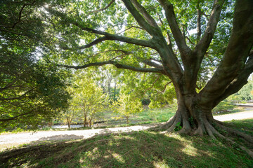 A big Muku tree at the public park in Tokyo wide shot