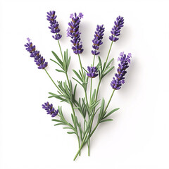 Naklejka premium A delicate bunch of lavender flowers with vibrant purple blossoms and lush green leaves, symbolizing tranquility and beauty.