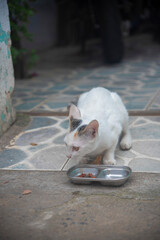 a cute white cat eating in a bowl