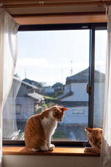 窓辺でくつろぐ二匹の猫
