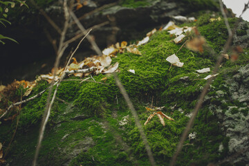 Beautiful atmospheric green moss background, selective focus.