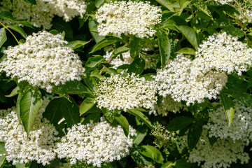 Elderberry flowers in full bloom with clusters of tiny white flowers surrounded by green foliage. Close-up of elderberry bush in daylight
