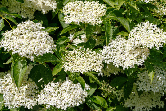 Elderberry flowers in full bloom with clusters of tiny white flowers surrounded by green foliage. Close-up of elderberry bush in daylight - Powered by Adobe