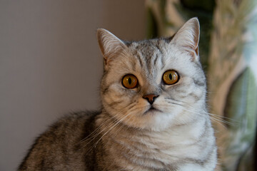 Beautiful grey British cat with amber eyes against a grey wall. Close-up of the muzzle.