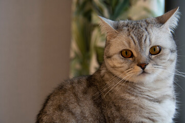 Beautiful grey british cat with amber eyes on blurred background of grey wall and curtain