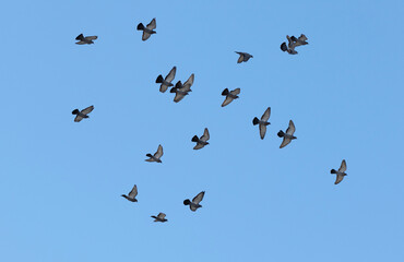 A flock of pigeons (Columba livia domestica) flying in blue sky
