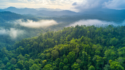 Obraz premium Lush green forest under a cloudy sky in the early morning mist
