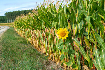 Sunflower lost at the edge of a cornfield