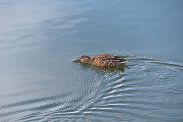 嘴を水面につけて泳いでいる雌のハシビロガモ