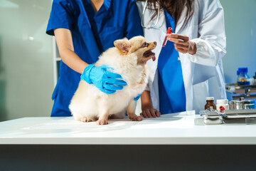 Two female veterinarians are working at an animal hospital. They are examining dogs to diagnose...