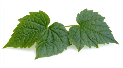 Bush grape or three-leaved wild vine cayratia (Cayratia trifolia) liana ivy plant bush, nature frame jungle border isolated on white background, clipping path included. 