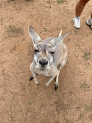 concerned, squinting Kangaroo at Brisbane zoo, Australia