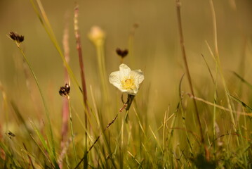 Natural flowers in Altai mountains