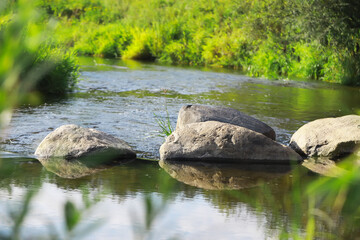 Serene River with Large Rocks Surrounded by Lush Greenery in Summer