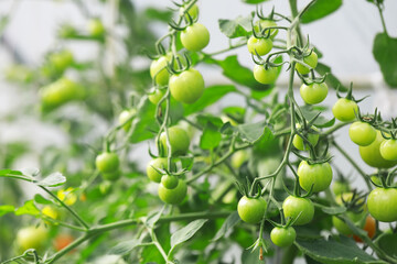 Abundant Green Cherry Tomatoes Growing on Vine in Organic Garden