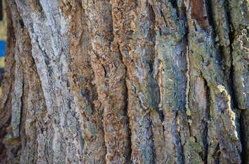 The bark of a tree is rough and has a lot of texture. The bark is brown and green in color.
