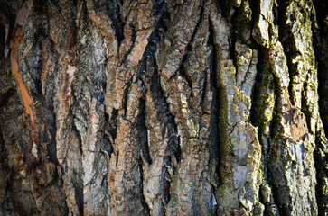 The bark of a tree is rough and has a lot of texture. The bark is brown and has some green moss...