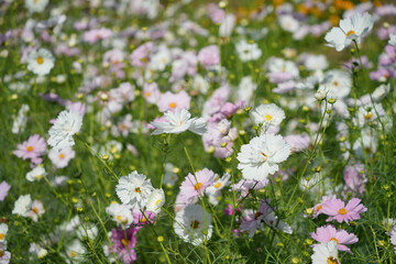 淡いコスモスの彩り