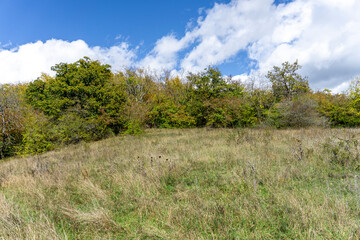 Field with dry grass, bushes with autumn leaves. Sky with clouds in the background