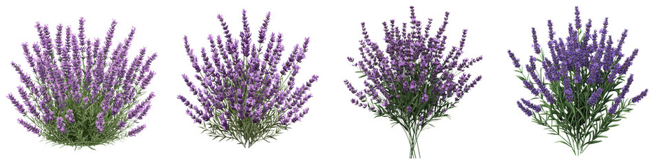 Obraz premium Image of a Blooming Lavender Bush with Beautiful Soft Purple Flowers and Lush Green Foliage in a Natural Outdoor Environment