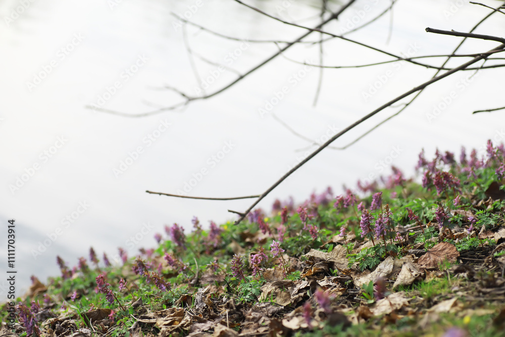 Canvas Prints Serene Lakeside Scene with Flowering Plants and Bare Branches in Early Spring