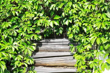 Lush Green Ivy Growing on Wooden Fence in Bright Sunlight