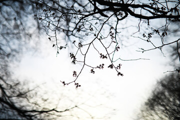 Bare Tree Branches with Budding Leaves Against a Soft Sky Background in Early Spring