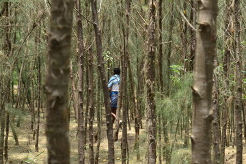 Fototapeta premium Casuarina tree a one man walking through forest land 