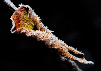 A leaf is covered in snow and ice