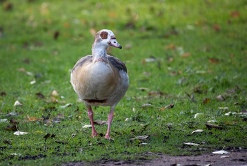 a close up portrait of an Egyptian goose, egyptian goose, Alopochen aegyptiaca, as it walks on grass towards the camera.