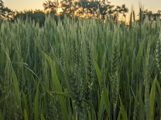 Crops of wheat ears. The photo was taken at the end of a warm summer day.
Ears of wheat, grain begins to gain weight and moderately ripeness in one of the generous fields of agrarians
