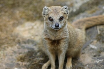 Close-up of a mongoose on a rocky surface.