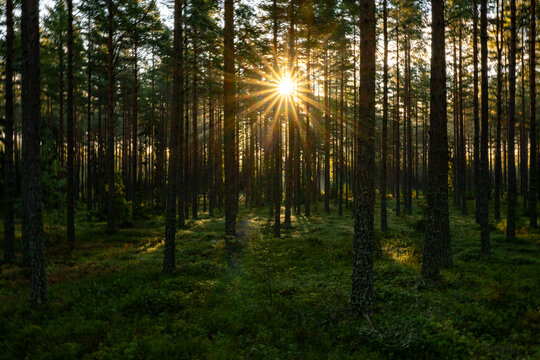 Landscape of pine forest tree in sunshine. Wild woods nature.
