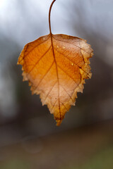 birch branch with autumn leaves against the sky