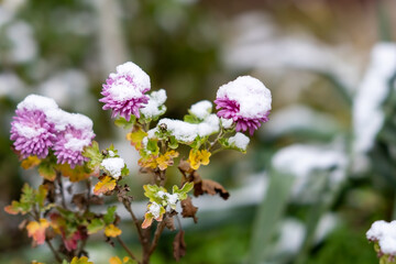 Autumn chrysanthemums under the snow